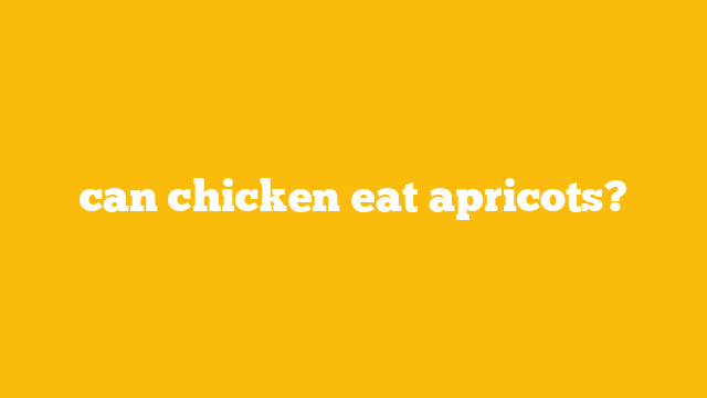 can chicken eat apricots?