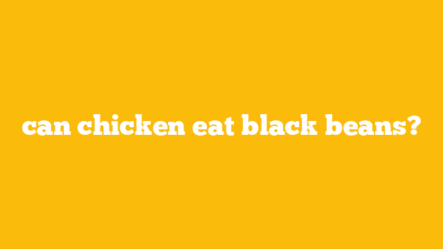 can chicken eat black beans?